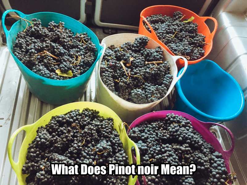 What Does Pinot noir Mean?